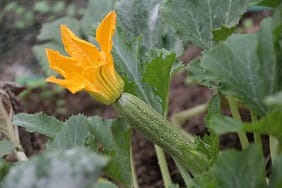immagine con in primo piano zucchina con fiore di zucca arancione appena sbocciato